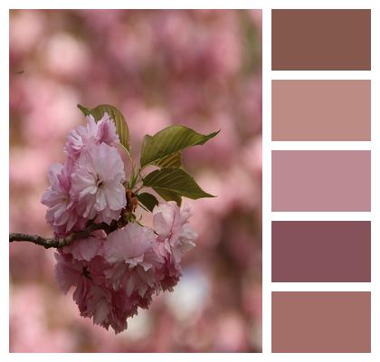 Peach Blossoms Branch Flowers Image